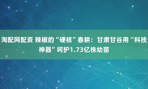 淘配网配资 辣椒的“硬核”春耕:甘肃甘谷用“科技神器”呵护1.73亿株幼苗